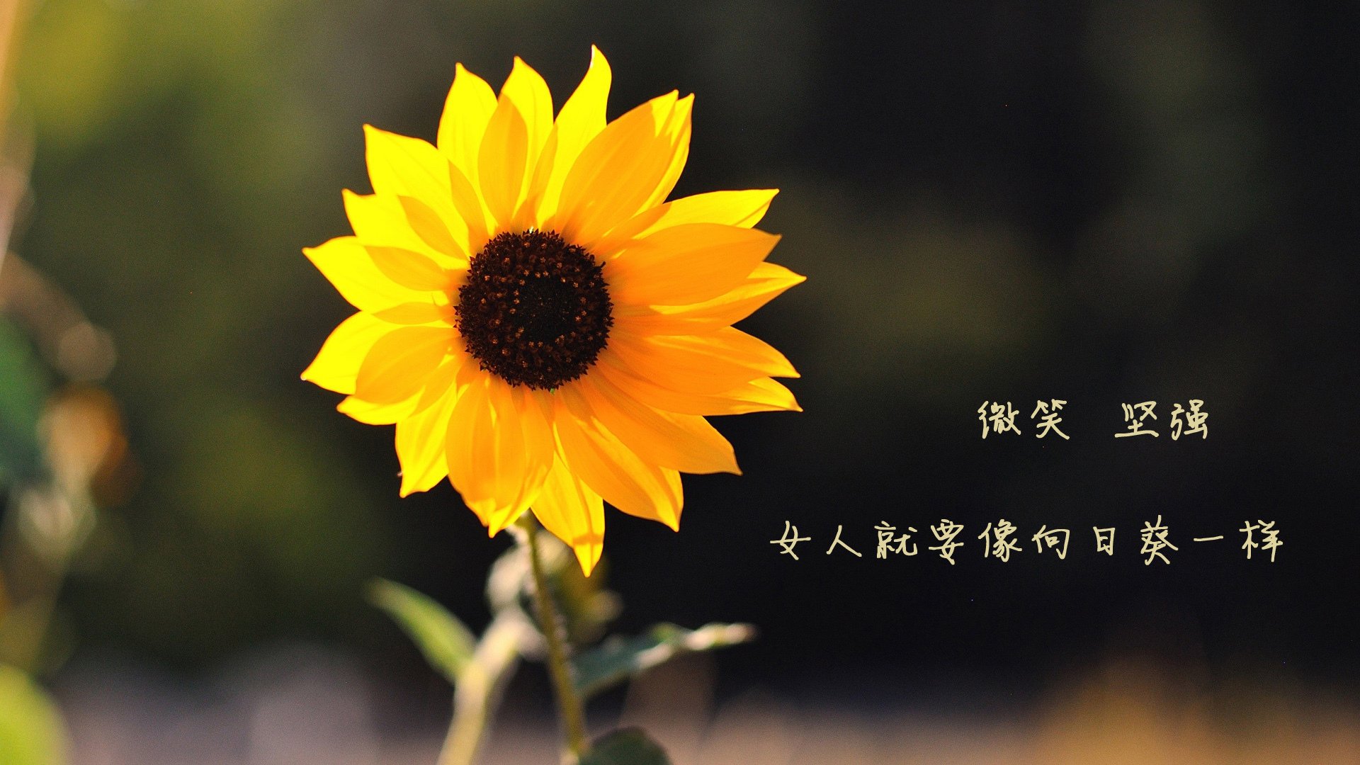 西甲比赛后分析，专家讲解中场控球策略背后的战术逻辑，中场控球视频