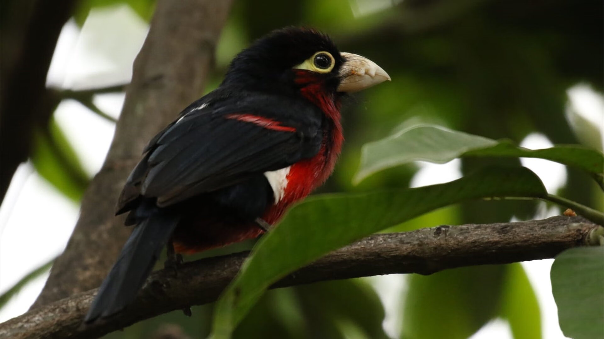 中场球员是否应拥有更高战术自由度,中场球员的特点