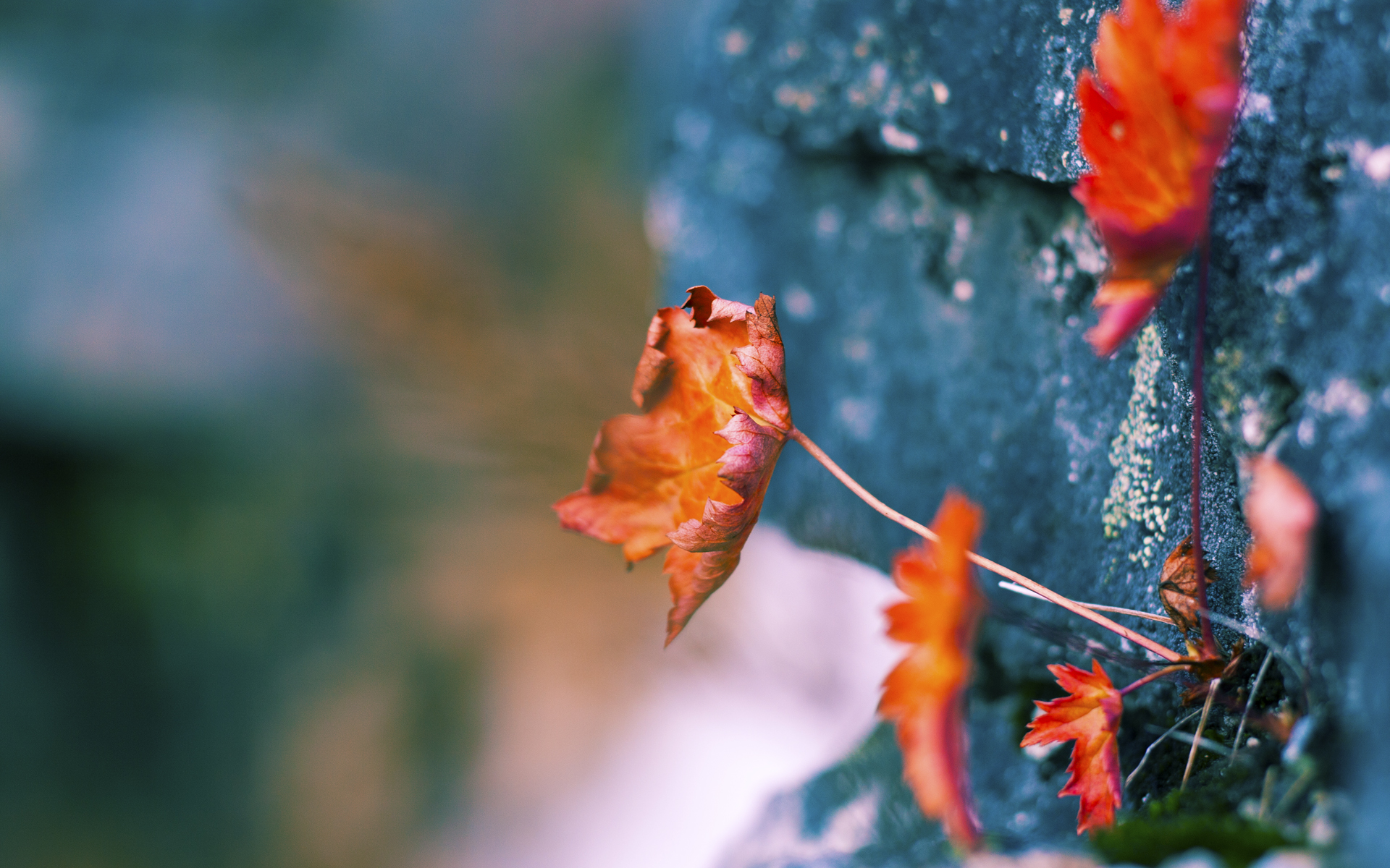 俱乐部青训机制不完善影响人才培养，普通青训俱乐部方向