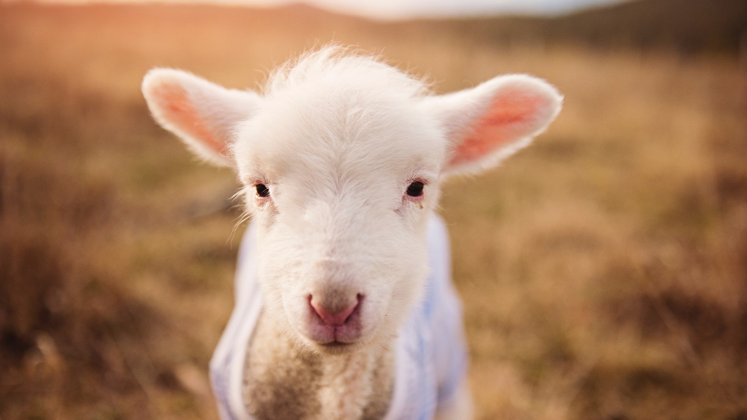 九游网页版入口-青训项目引入阶段目标评估推动系统性成长规划，青训选拔机制